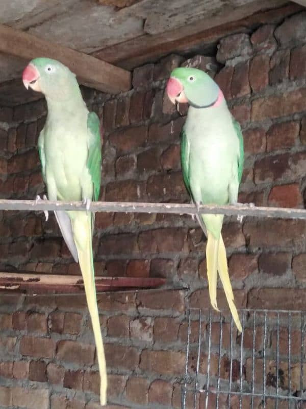 Raw breeding pair urgent sale 4