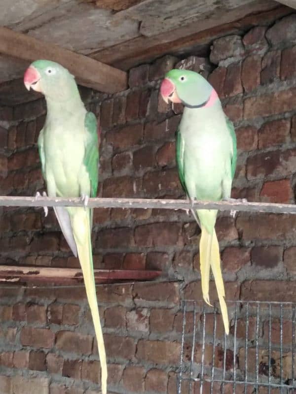 Raw breeding pair urgent sale 5