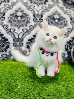 Persian female kittens available now