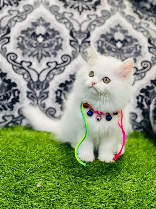 Persian female kittens available now 2