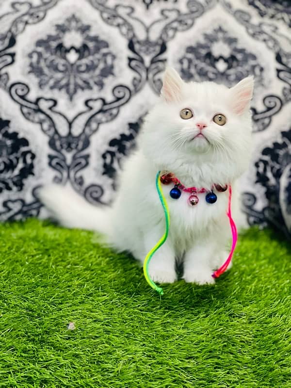 Persian female kittens available now 6