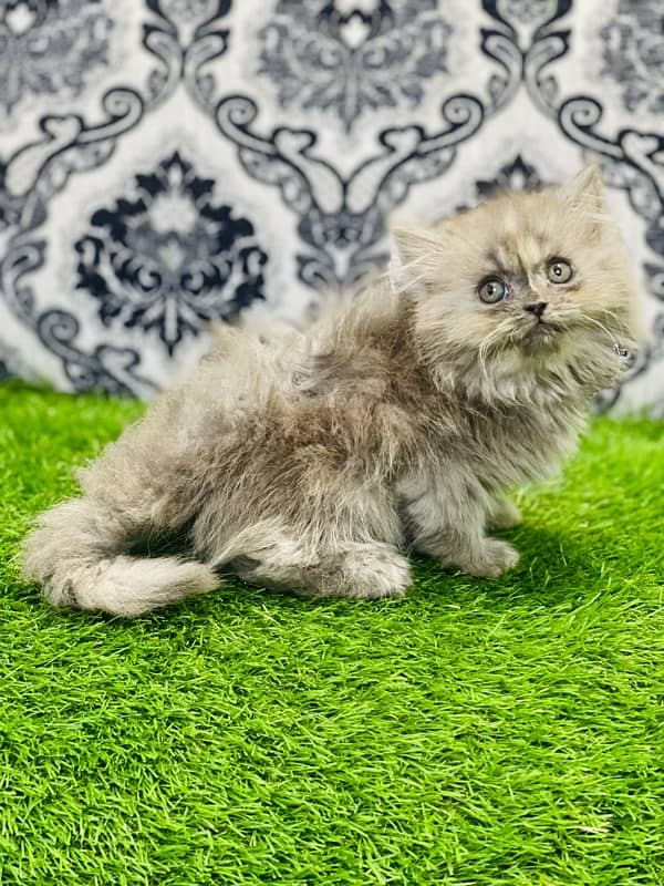 Persian female kittens available now 8