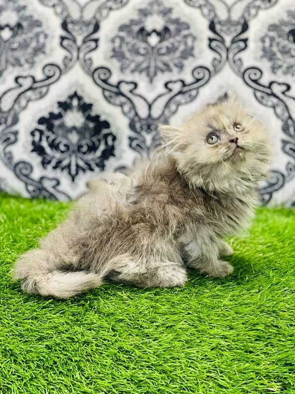 Persian female kittens available now 9