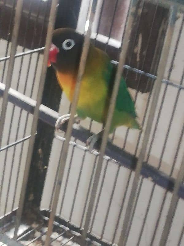 Love bird for sale 1