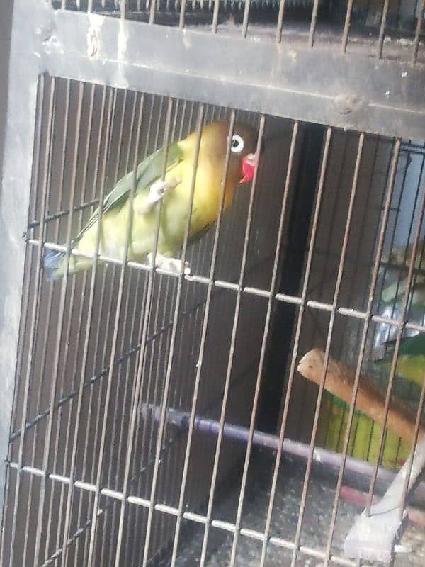 Love bird for sale 2