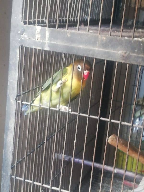 Love bird for sale 3