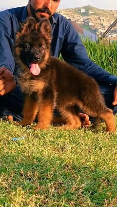 German Shepherd Puppies | Long Coat Puppy For Sale