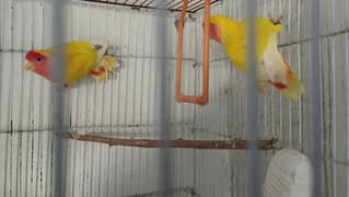 Common Lutino Love birds breeding pair with cage