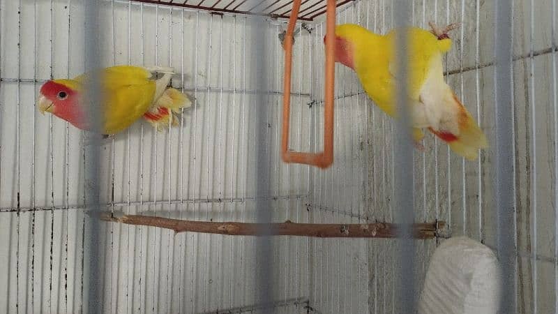 Common Lutino Love birds breeding pair with cage 0