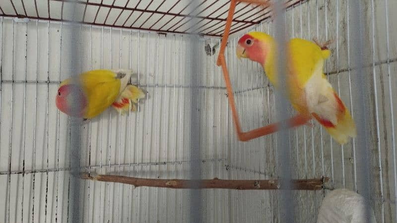 Common Lutino Love birds breeding pair with cage 1