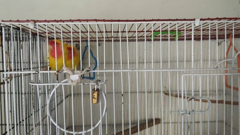 Common Lutino Love birds breeding pair with cage 2