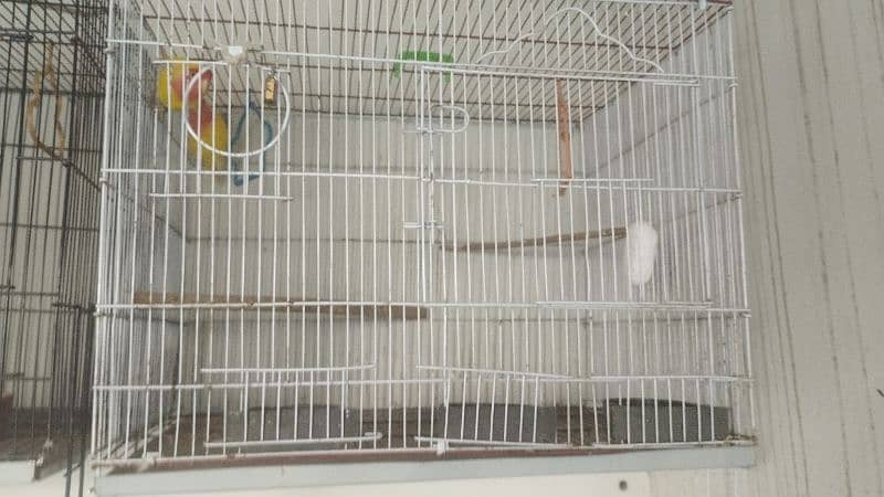 Common Lutino Love birds breeding pair with cage 3