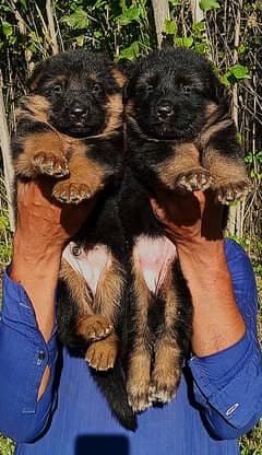 German Shepherd Puppies | Long Coat Puppy For Sale