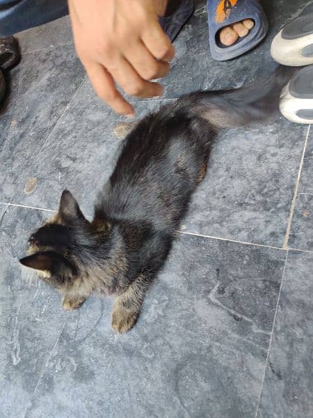 Cat for sale 2