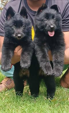 Black Shepherd Puppies | Long Coat Puppy For Sale