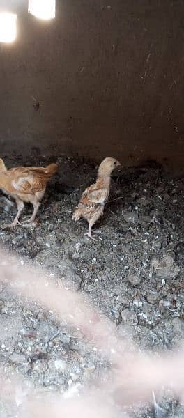 White Hera Aseel  Fertile Eggs/ Hera and Thi cross Chicks 1