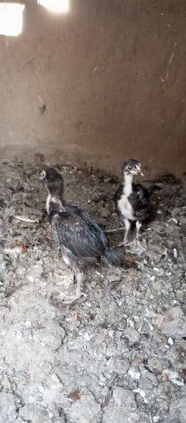 White Hera Aseel  Fertile Eggs/ Hera and Thi cross Chicks 2