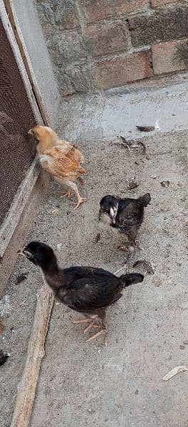 White Hera Aseel  Fertile Eggs/ Hera and Thi cross Chicks 4