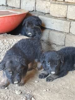 Belgium Shepherd puppies for sale 0