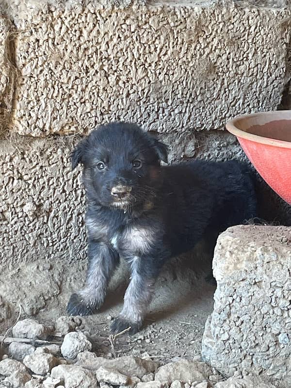 Belgium Shepherd puppies for sale 1