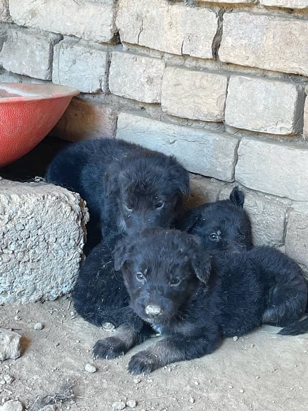 Belgium Shepherd puppies for sale 3