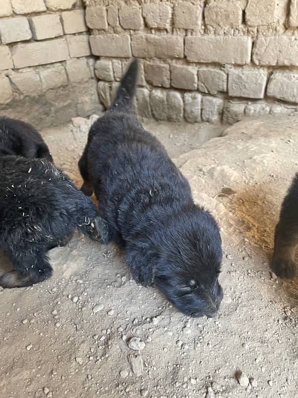 Belgium Shepherd puppies for sale 5