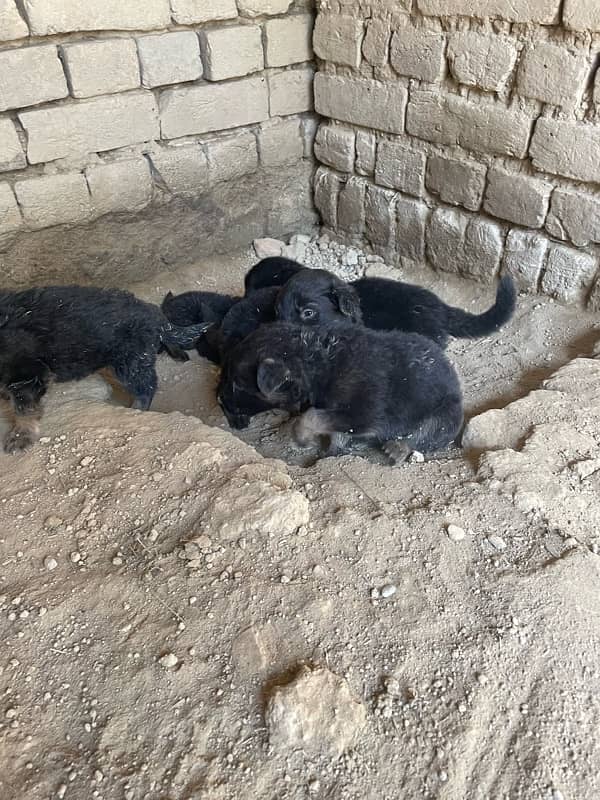 Belgium Shepherd puppies for sale 6