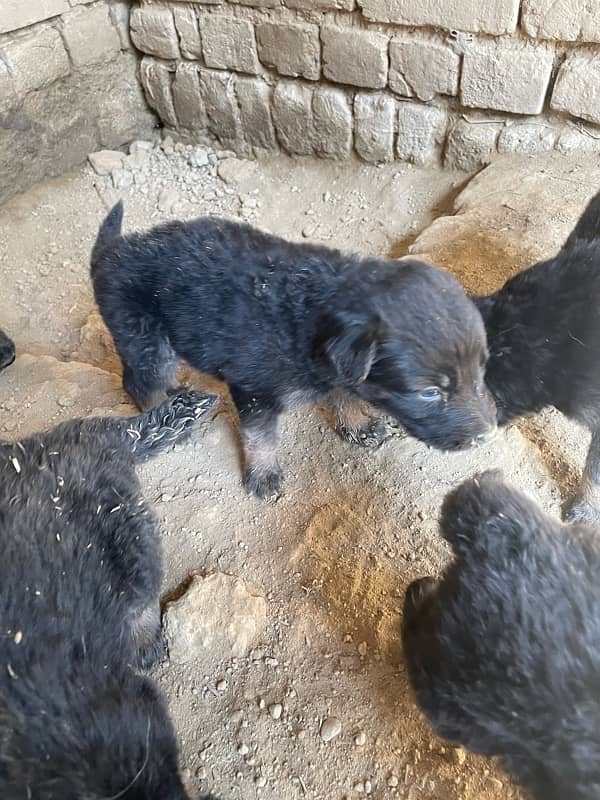 Belgium Shepherd puppies for sale 7