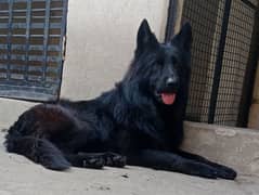 stud male German shepherd