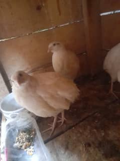 white batair Breeder (Egg detay) (03066391490 wts)