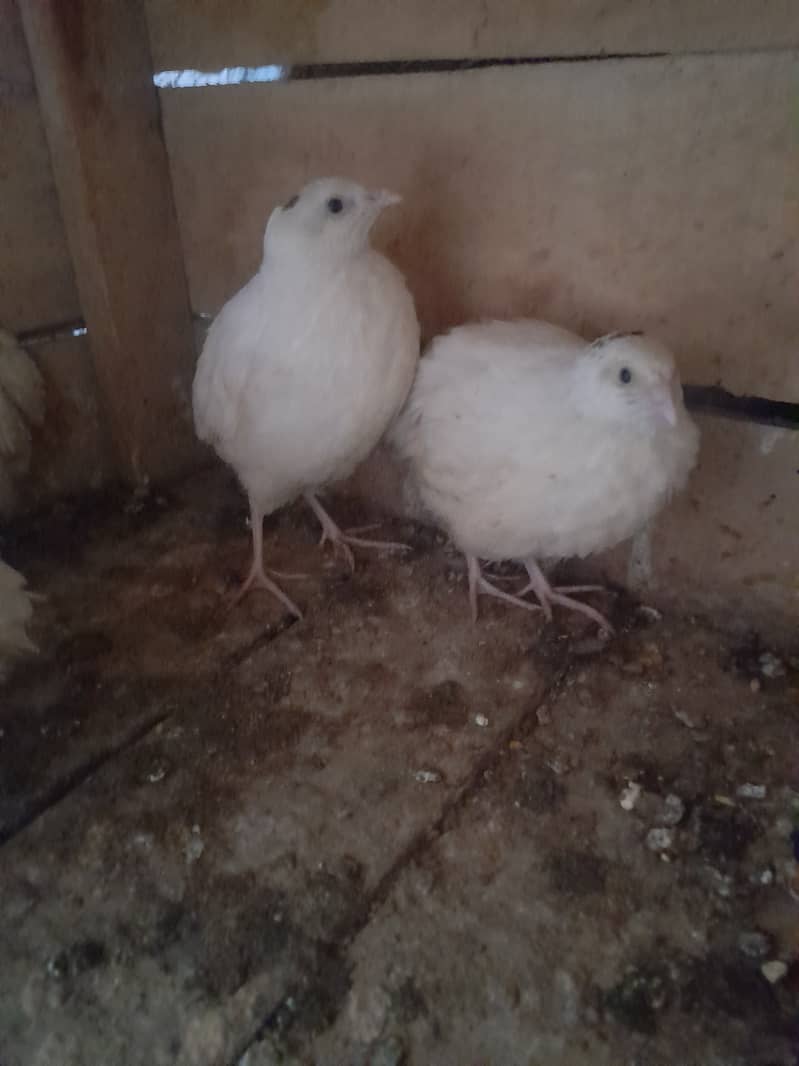 white batair Breeder (Egg detay) (03066391490 wts) 1