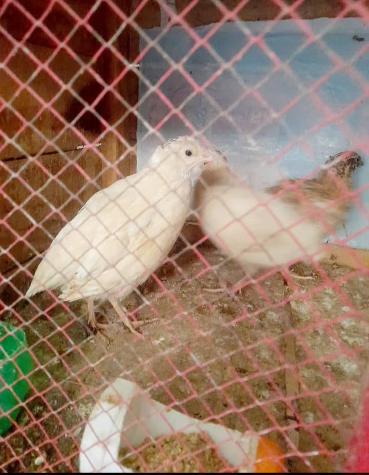 white batair Breeder (Egg detay) (03066391490 wts) 3