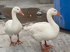 white ducks pair