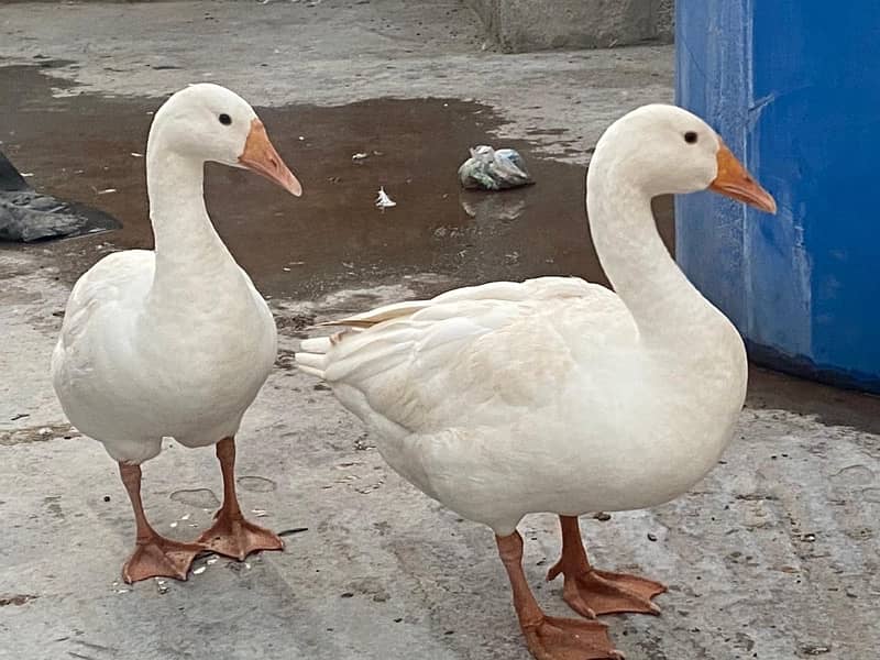 white ducks pair 0