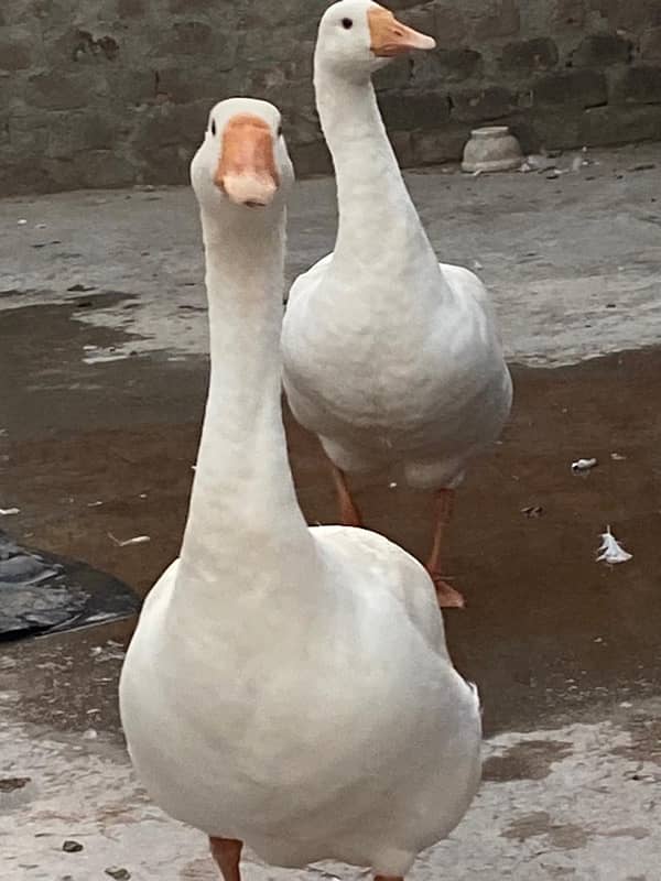 white ducks pair 1