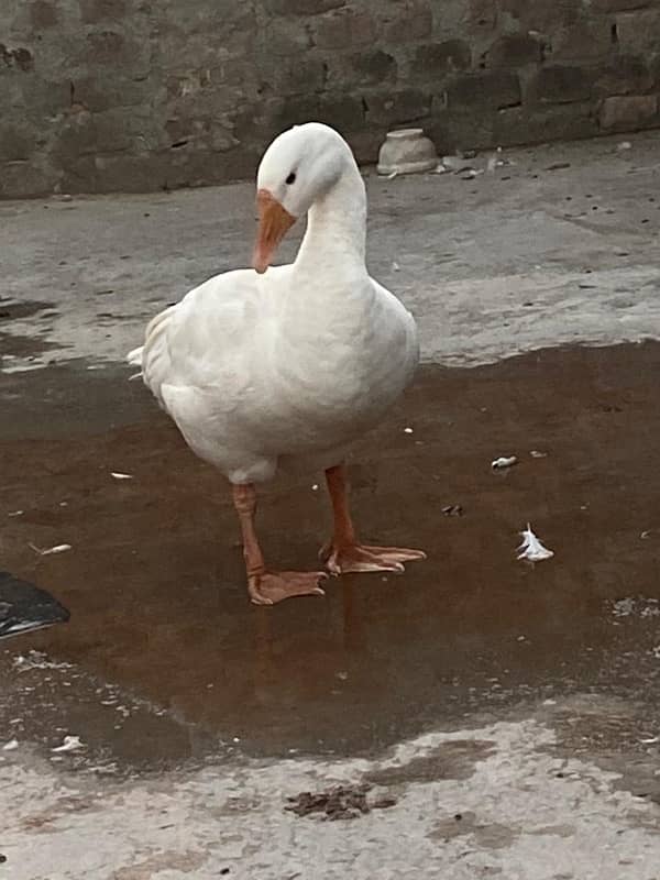 white ducks pair 3