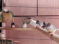 exebition zebra finch