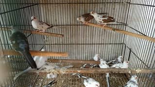 Diamond dove adult pair for sale