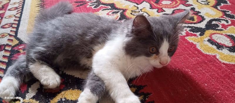 Pure Persian Double coat Male Kitten 1