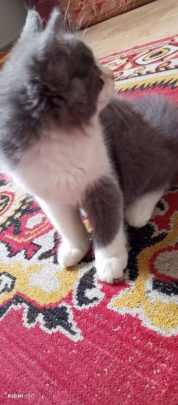 Pure Persian Double coat Male Kitten 3