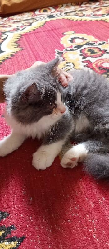 Pure Persian Double coat Male Kitten 5