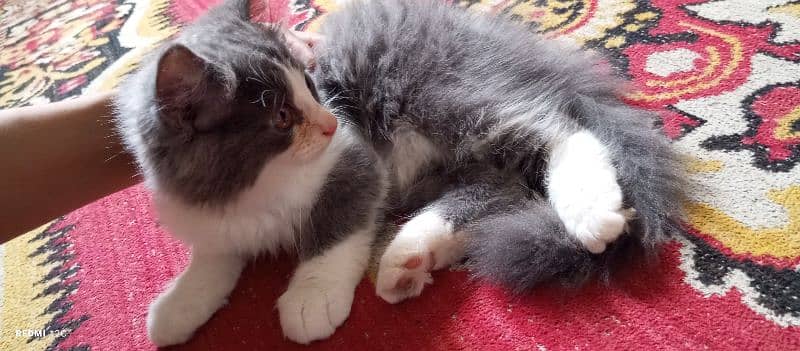 Pure Persian Double coat Male Kitten 6