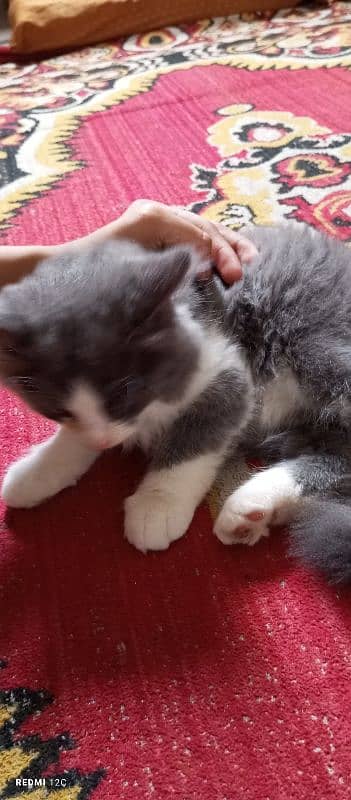 Pure Persian Double coat Male Kitten 8