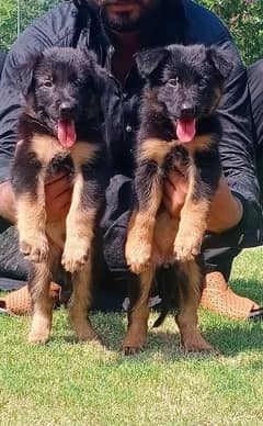 German Shepherd Puppies | Long Coat Puppy For Sale