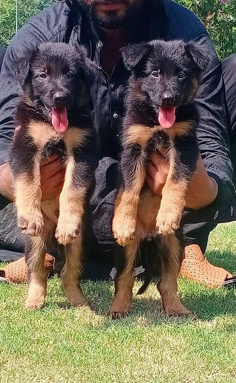 German Shepherd Puppies | Long Coat Puppy For Sale 0