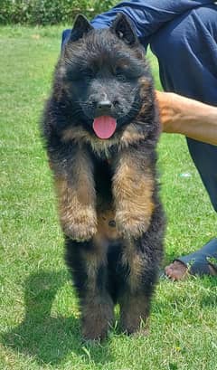 German Shepherd Puppies | Long Coat Puppy For Sale