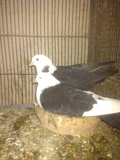 karbali pigeon only 8k