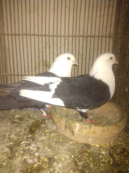 karbali pigeon only 8k 1