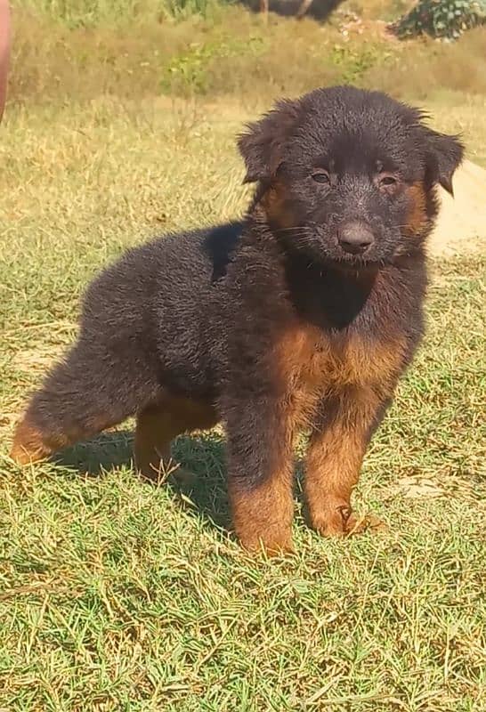 German shepherd long coat puppies for sale 0