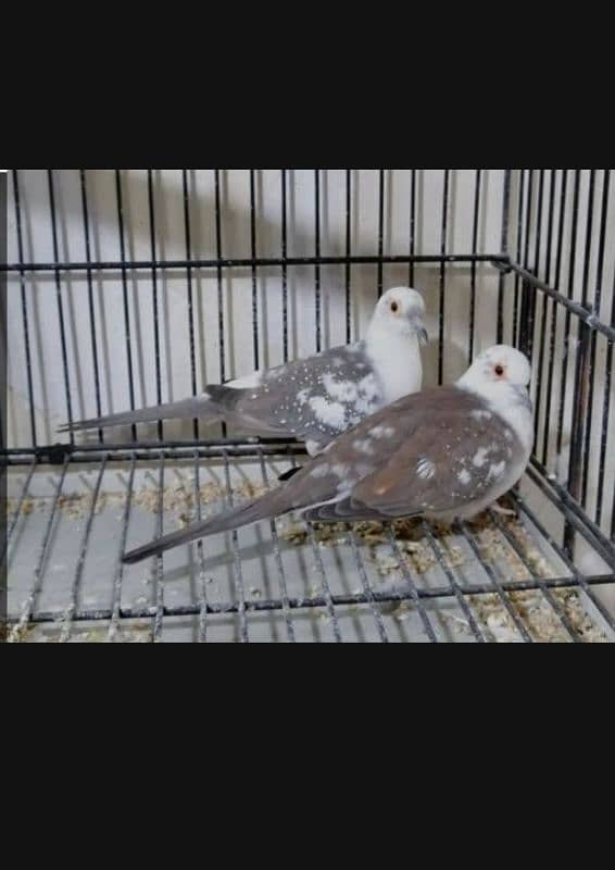 Pied Doves Washed Quality 3